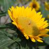 SONY DSC