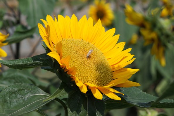 SONY DSC