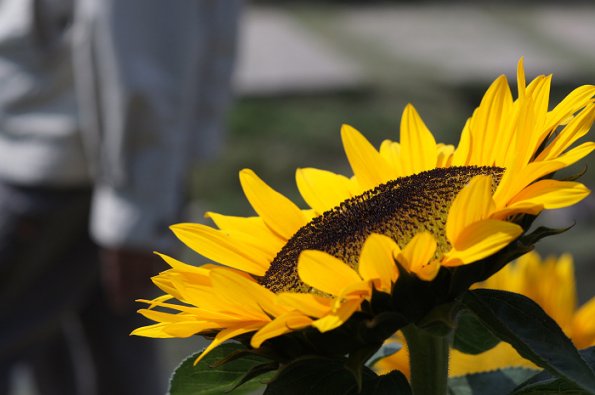 SONY DSC