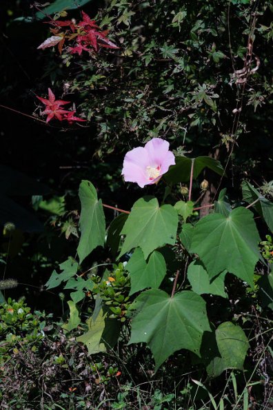 SONY DSC