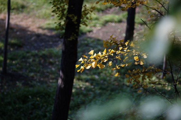 SONY DSC