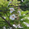 SONY DSC