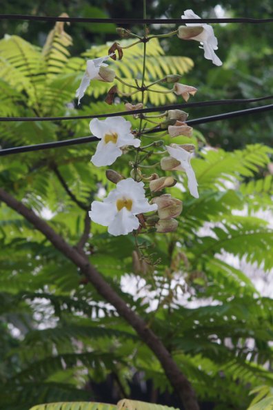 SONY DSC