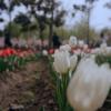 130422KP6111