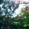 130427KVS009
