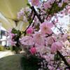 SONY DSC