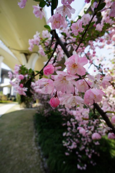SONY DSC