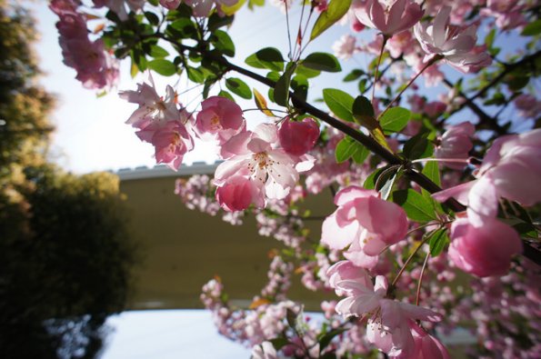 SONY DSC