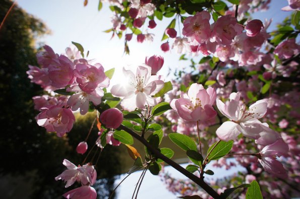 SONY DSC