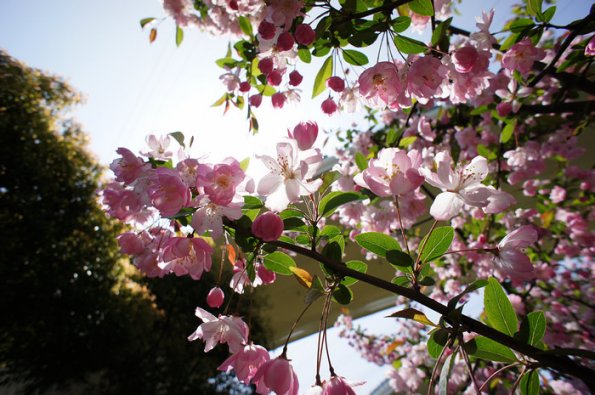 SONY DSC