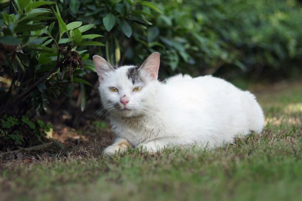 SONY DSC