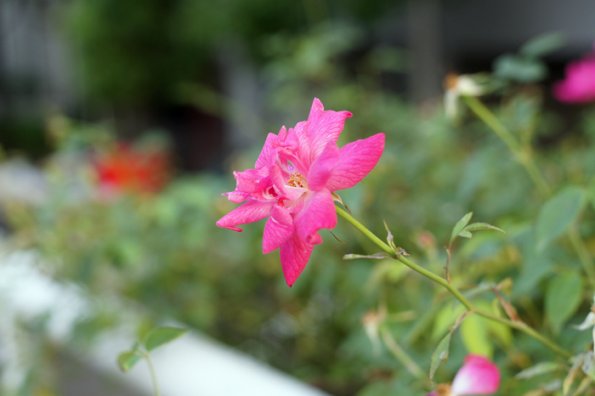 SONY DSC