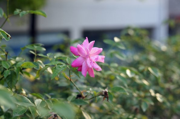 SONY DSC