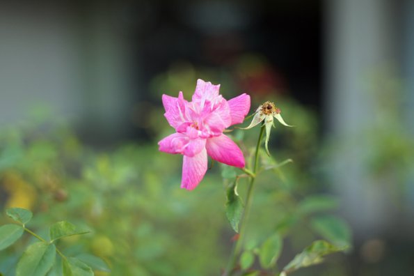 SONY DSC