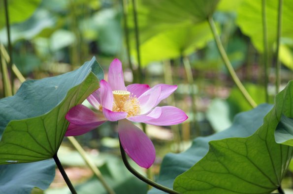 SONY DSC
