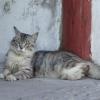 SONY DSC