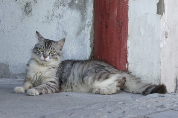 SONY DSC