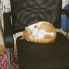140322LC20011
