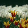 140609RVP0018