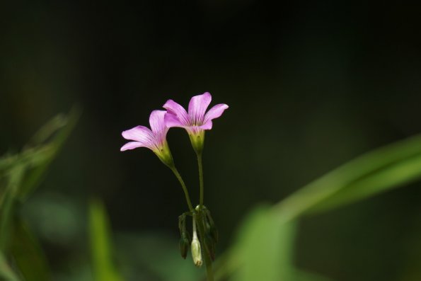 DSC00181